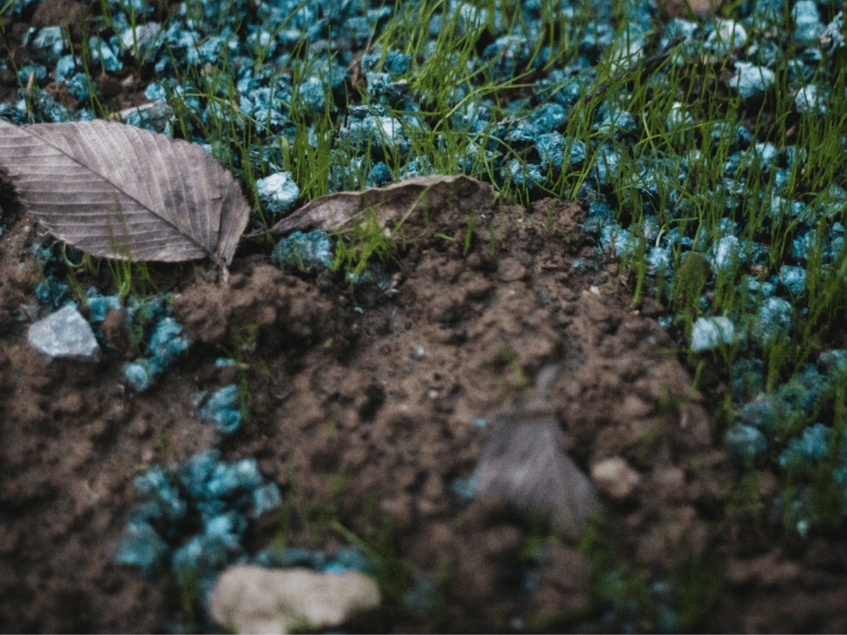 Blue fertilizer granules on soil