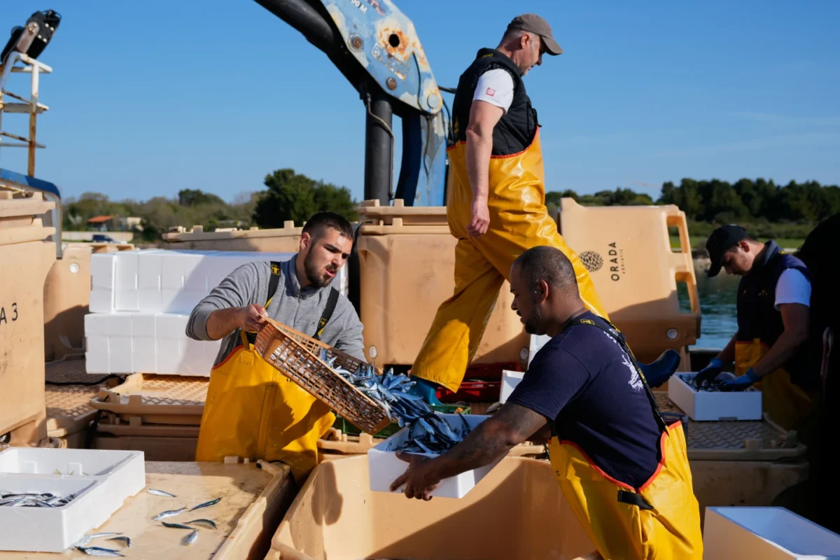 Fishermen handle their catch after returning from fishing in the port of Liznjan, Croatia, Tuesday, April 7, 2026. (AP PhotoDarko Bandic)