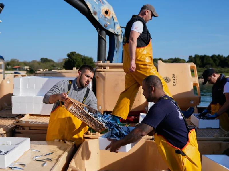 Fishermen handle their catch after returning from fishing in the port of Liznjan, Croatia, Tuesday, April 7, 2026. (AP PhotoDarko Bandic)